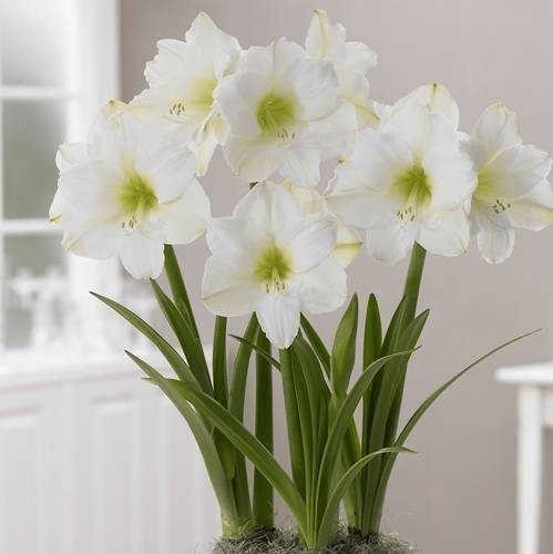 Kit 15 Bulbos de Flores Amarílis Variados e Ganhe 30 gladíolos