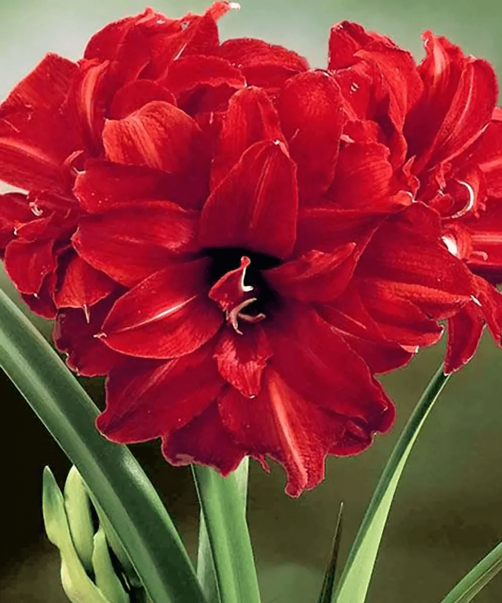 Amaryllis Bingo Dobrada