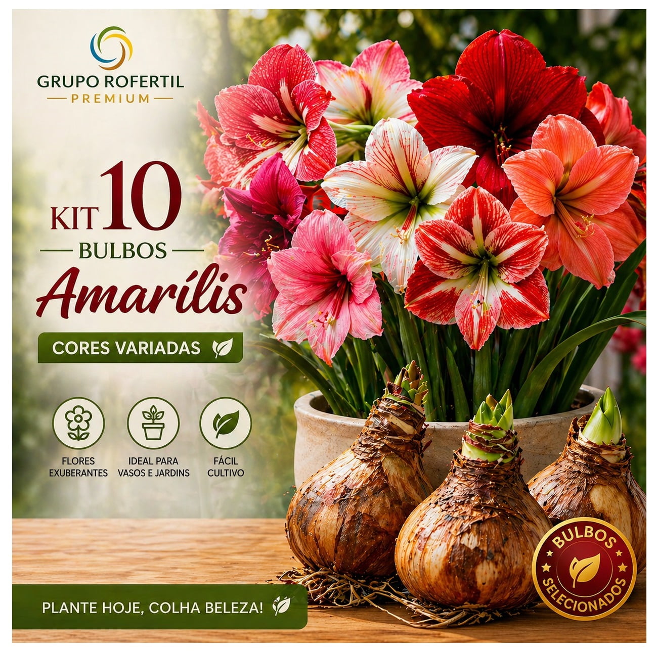 Kit 10 Bulbos Amarílis Cores Sortidas Para Plantio