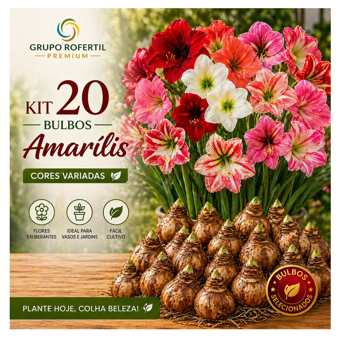 Kit 20 Bulbos Amarílis Cores Sortidas Selecionados Para Plantio Fácil Cultivo