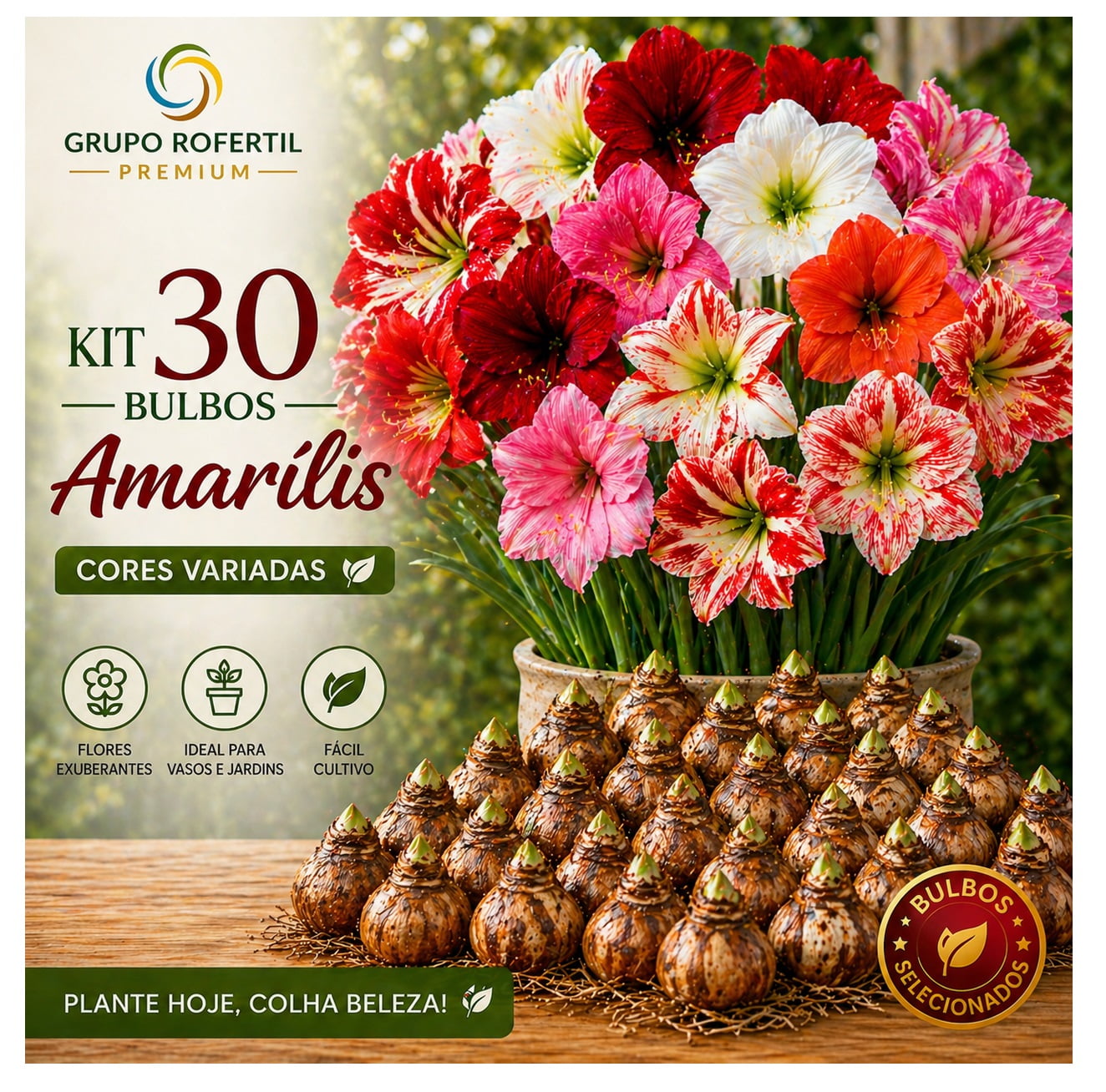 Kit 30 Bulbos Amarílis Cores Sortidas Selecionados Para Plantio Fácil Cultivo