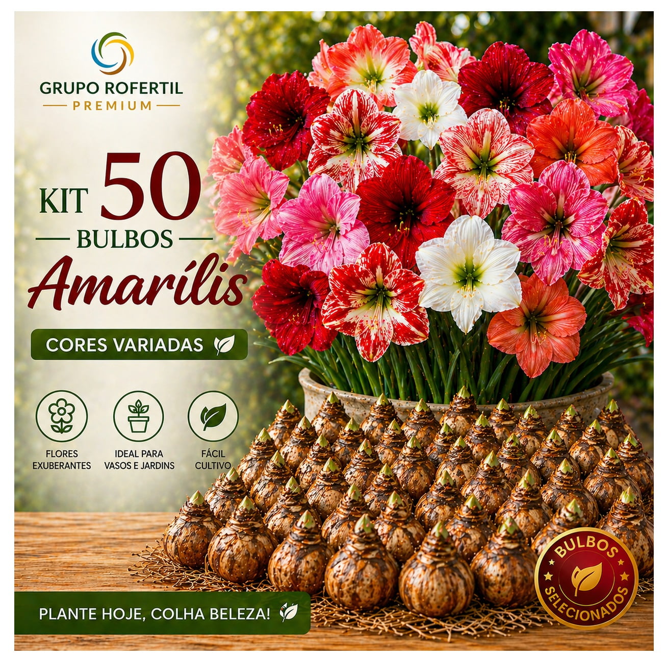 Kit 50 Bulbos Amarílis Cores Sortidas Selecionados Para Plantio Fácil Cultivo