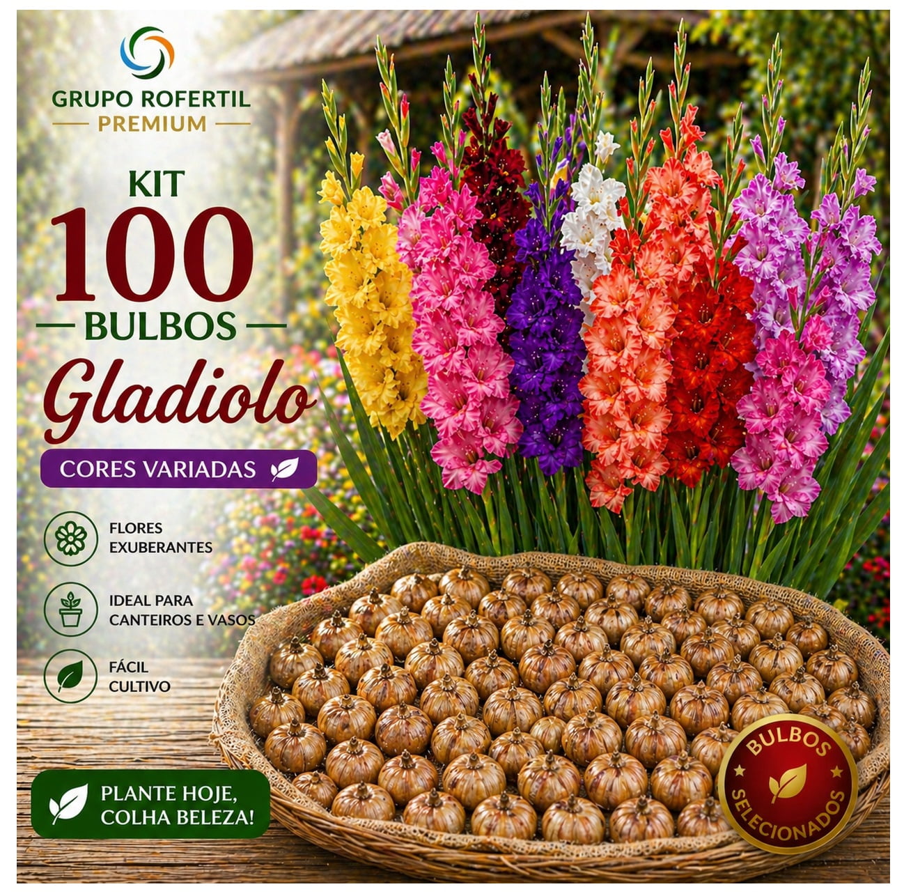 Kit 100 Bulbos de Gladiolo Cores Sortidas Flores Ornamentais Para Jardim