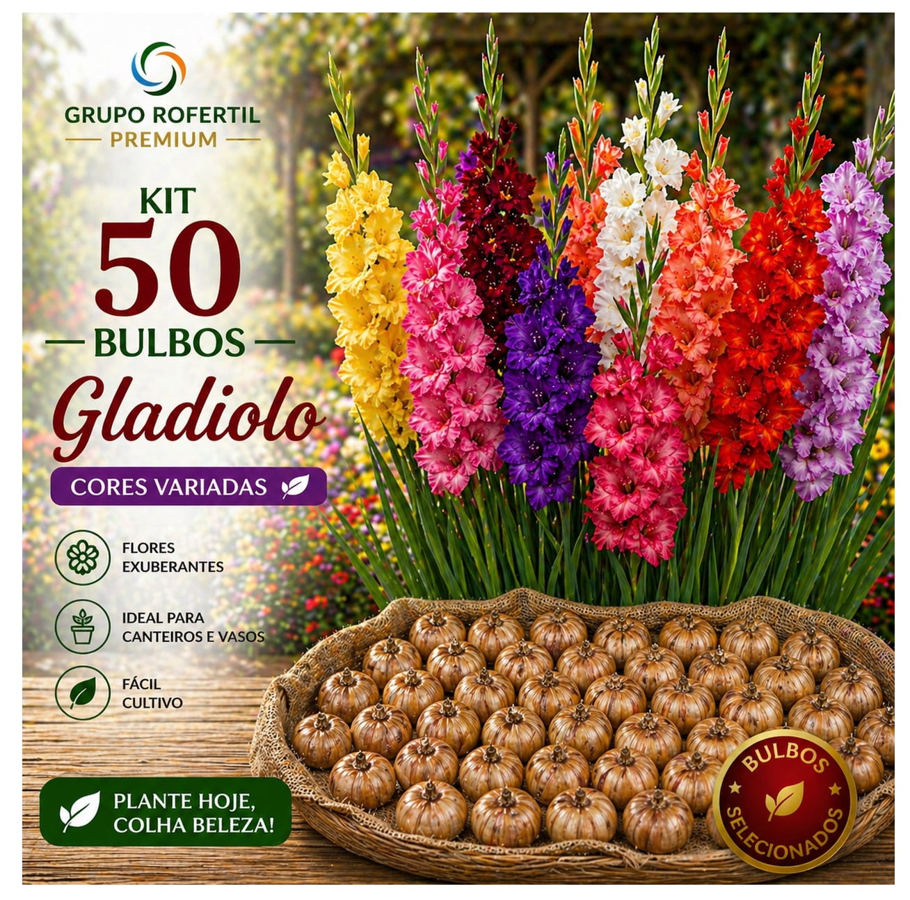 Kit 50 Bulbos de Gladiolo Cores Sortidas Flores Ornamentais Para Jardim
