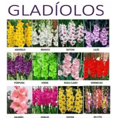 Bulbos de Flores - Bulbos de Gladiolos - Gladíolos - 50 unidades