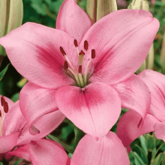 20 Bulbos Flor Lirio Asiático | Combo C/ 5 Cores - Cópia (1)