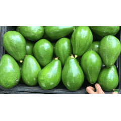 Adubo para Abacate Fastpower 20kg Professional