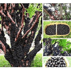 Adubo para Jabuticaba Fastpower 10kg Professional