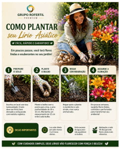 Kit 05 Bulbos Lírio Asiático Ideal Para Começar Seu Jardim Com Flores Lindas