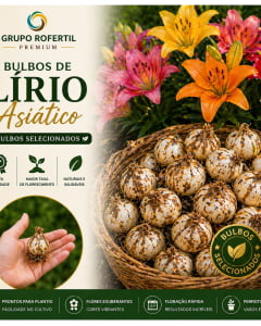 Kit 05 Bulbos Lírio Asiático Ideal Para Começar Seu Jardim Com Flores Lindas