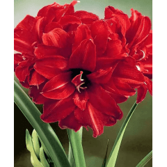 Kit 5 Bulbos De Flores | Amarílis - Amaryllis Bingo Dobrada