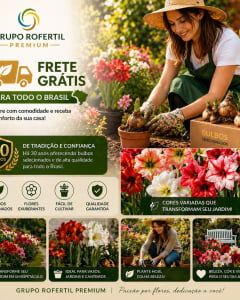 Kit 10 Bulbos Amarílis Cores Sortidas Para Plantio