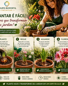 Kit 10 Bulbos Amarílis Cores Sortidas Para Plantio