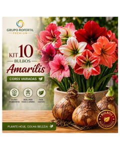 Kit 10 Bulbos Amarílis Cores Sortidas Para Plantio