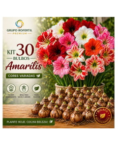 Kit 30 Bulbos Amarílis Cores Sortidas Selecionados Para Plantio Fácil Cultivo Kit 30 Bulbos Amarílis Cores Sortidas Selecionados Para Plantio Fácil Cultivo