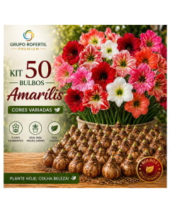 Kit 50 Bulbos Amarílis Cores Sortidas Selecionados Para Plantio Fácil Cultivo
