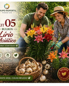 Kit 05 Bulbos Lírio Asiático Ideal Para Começar Seu Jardim Com Flores Lindas