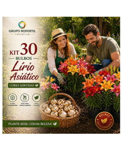 Kit 30 Bulbos Lírio Asiático Transforme Seu Jardim  em algo Incrível e Profissional