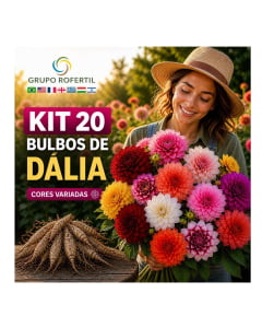 Kit 20 Bulbos de Dália  Mais Flores, Impacto Visual que Impressiona